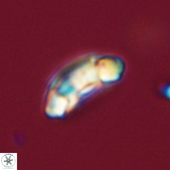 Prinsius diplopora 68651