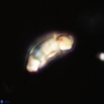 Prinsius diplopora 68652