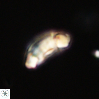 Prinsius diplopora 68652