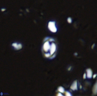 Prinsius martinii 42603