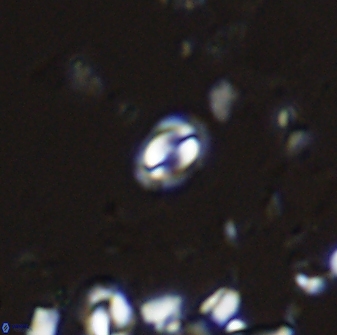 Prinsius martinii 42607
