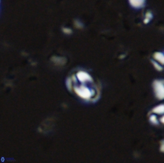 Prinsius martinii 42605