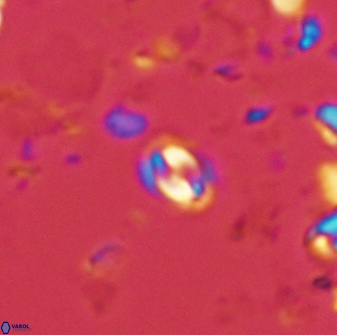Prinsius martinii 42606