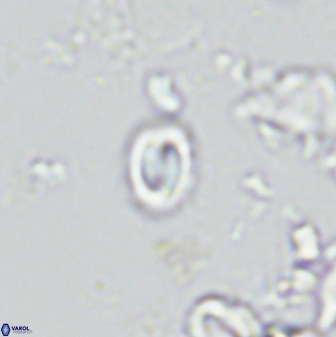 Prinsius martinii 42609