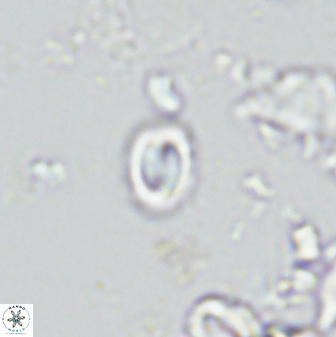 Prinsius martinii 42609