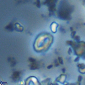 Prinsius martinii 42613