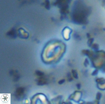 Prinsius martinii 42613