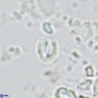 Prinsius martinii 42610