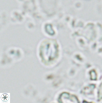 Prinsius martinii 42610