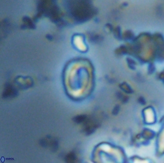 Prinsius martinii 42612