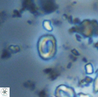 Prinsius martinii 42612