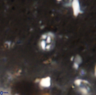 Prinsius martinii 50651