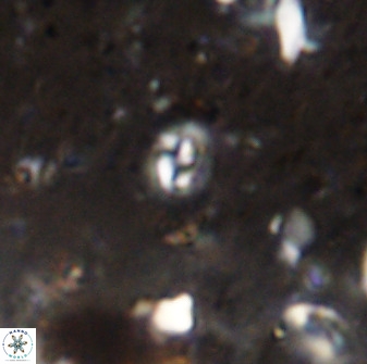Prinsius martinii 50651