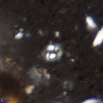 Prinsius martinii 50654