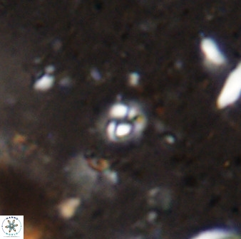 Prinsius martinii 50654