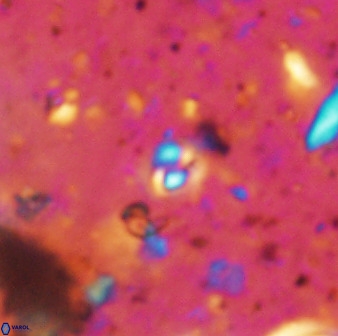 Prinsius martinii 50655