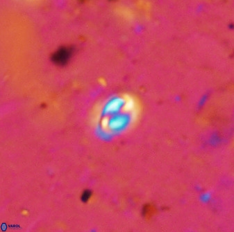 Prinsius martinii 50673