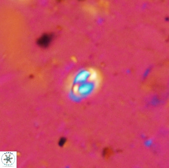 Prinsius martinii 50673