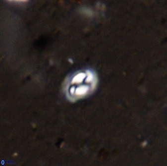 Prinsius martinii 50672