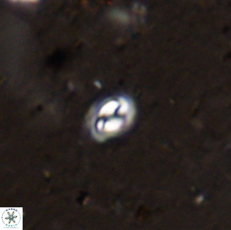 Prinsius martinii 50672