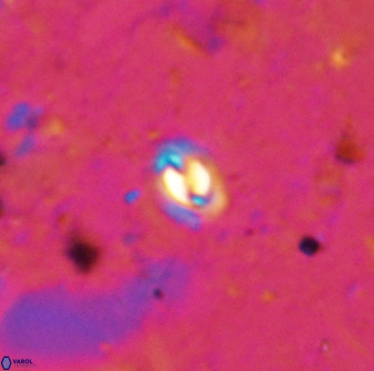 Prinsius martinii 50677