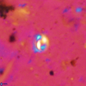 Prinsius martinii 50674