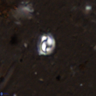 Prinsius martinii 50675