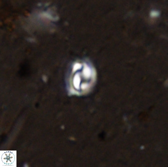 Prinsius martinii 50675