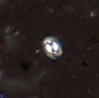 Prinsius martinii 50676