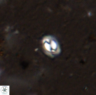 Prinsius martinii 50676