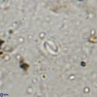 Prinsius martinii 50678
