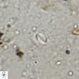 Prinsius martinii 50678