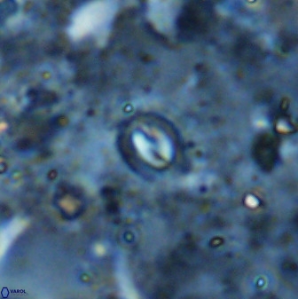 Prinsius martinii 50679