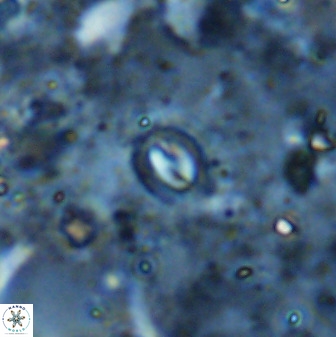 Prinsius martinii 50679