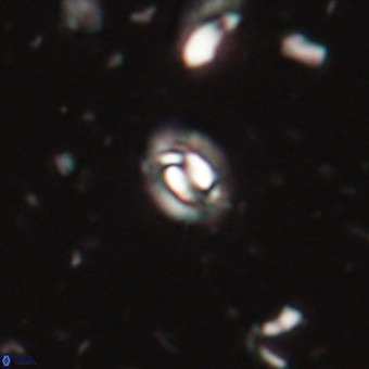 Prinsius martinii 62798