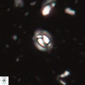 Prinsius martinii 62798