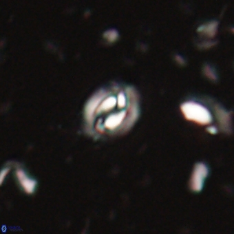 Prinsius martinii 62803