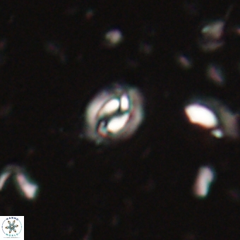 Prinsius martinii 62803