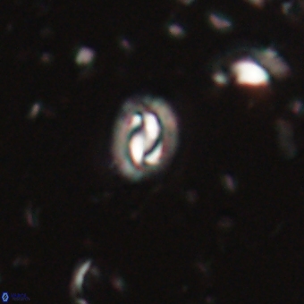 Prinsius martinii 62800