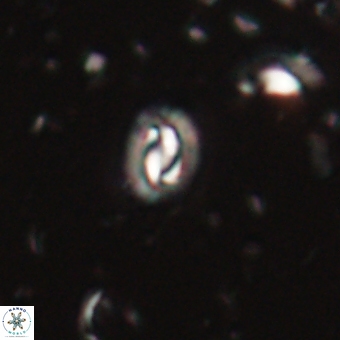 Prinsius martinii 62800