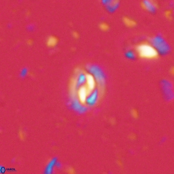 Prinsius martinii 62801