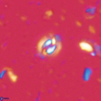 Prinsius martinii 62802
