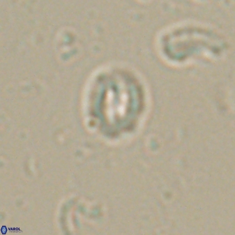 Prinsius martinii 62807