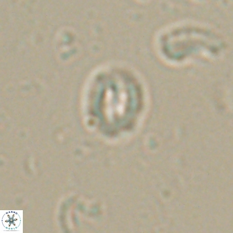 Prinsius martinii 62807