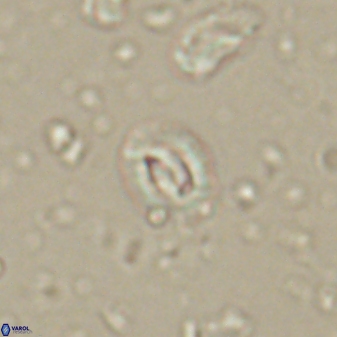 Prinsius martinii 62806