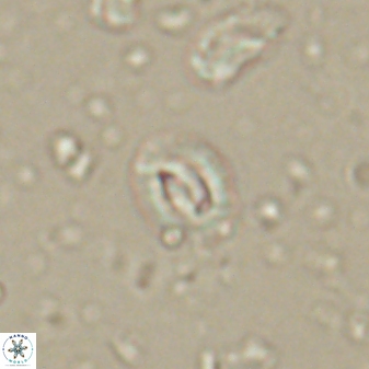 Prinsius martinii 62806