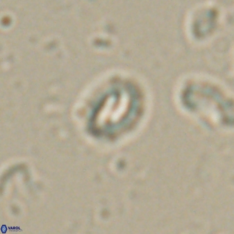 Prinsius martinii 62808