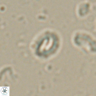 Prinsius martinii 62808