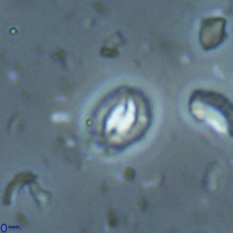 Prinsius martinii 62809