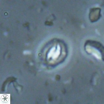 Prinsius martinii 62809